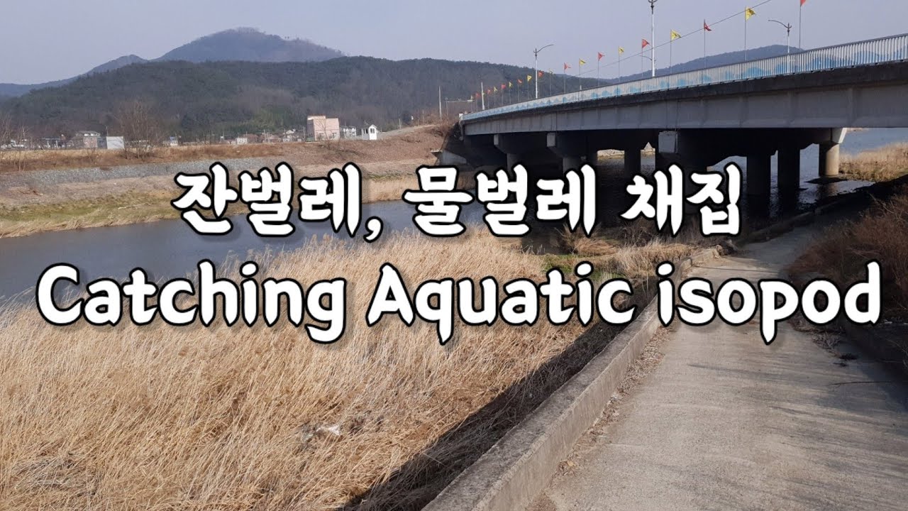 Catching aquatic isopods in the middle of winter! (waterlouse, gammarus etc.)