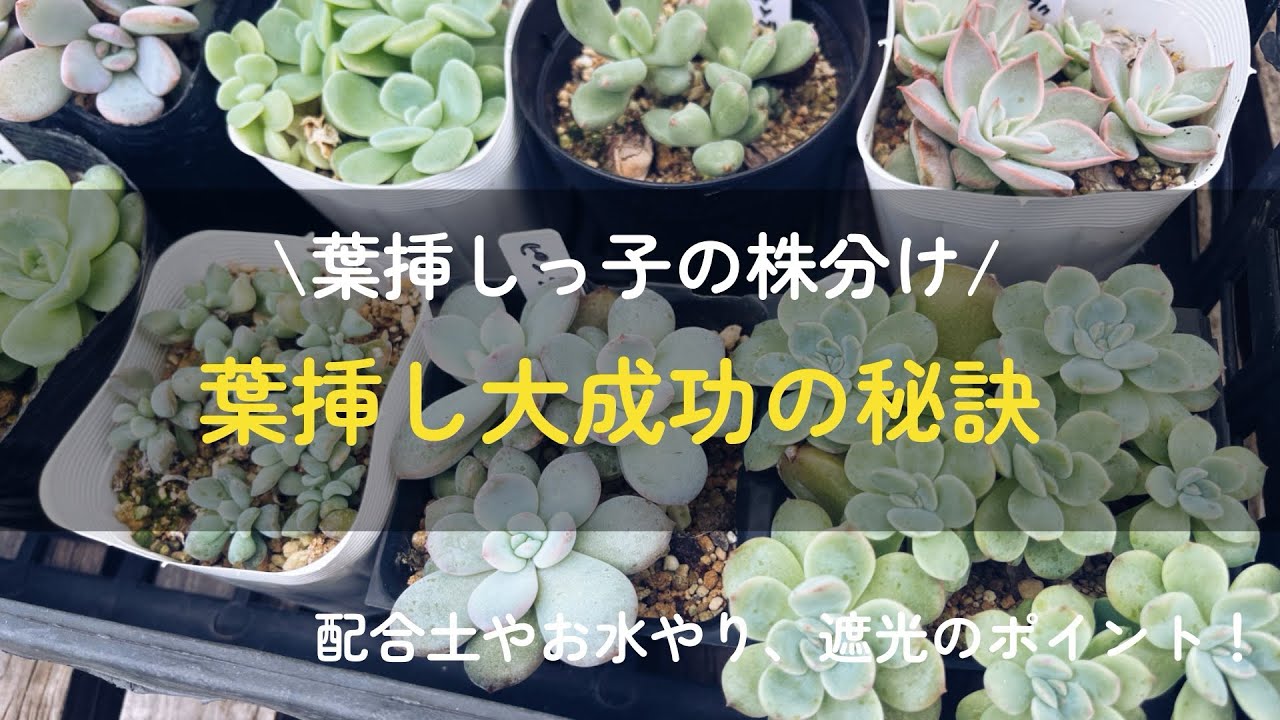 【多肉植物】今年は葉挿し大成功〜！植替えしながら葉挿しのコツ紹介します！