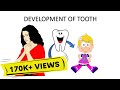 Development of teeth made easy!