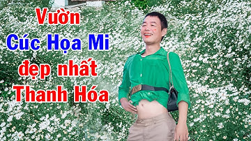 Review Vườn Cúc họa mi đẹp nhất thanh hóa