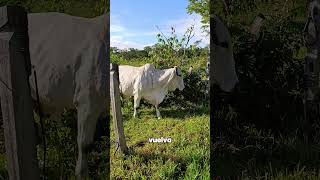 El consejo que todo ganadero debería conocer #fyp #llano #parati