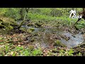 Relaxing Sound of a Stream in the Spring Forest after the Rain