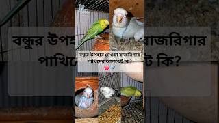 বন্ধুর উপহার দেওয়া বাজরিগার পাখিদের আপডেট কি? #aviary #shorts #budgies #budgerigar #birds