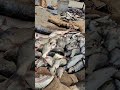Alive Fish Catch in Village River | Real Nature | #fishcutting #freshfish #asmr