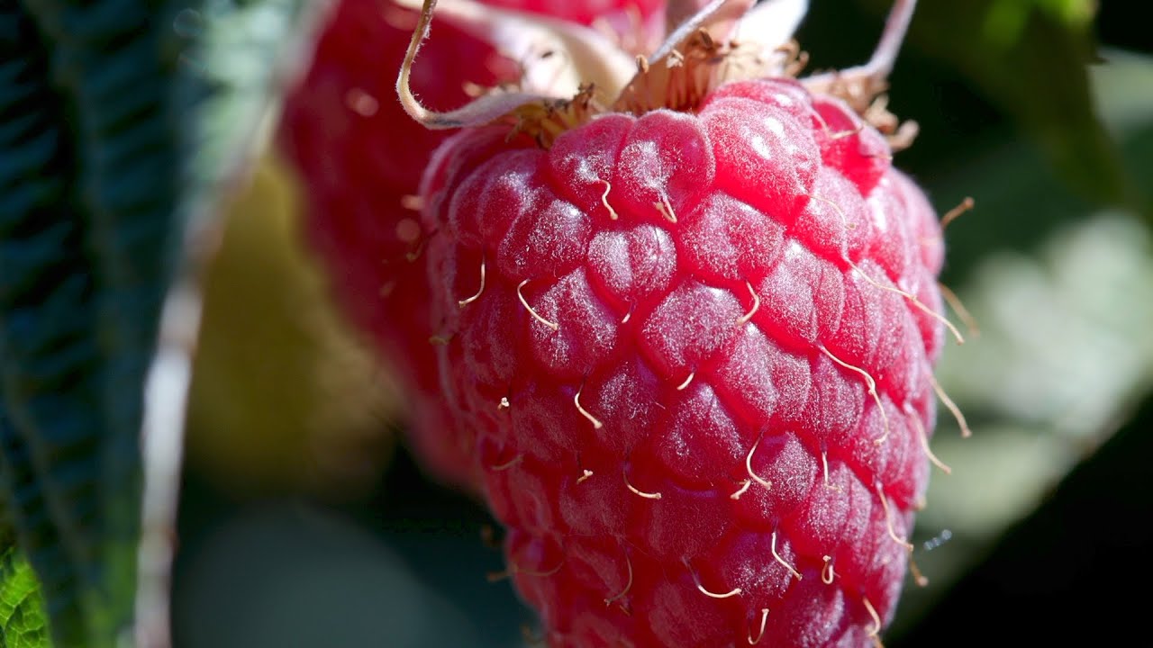 Whatcom County: Raspberry Capitol USA