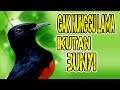 gak nunggu lama!! seketika murai apa[un akan terbakar emosi langsung nyamber ikutan buunyi