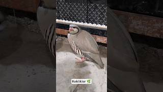 Atölyede Keklik Var! 🐦 #keklik #partridge #palaz