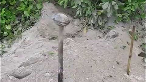 Endangered Sea Turtle Monitoring Explained