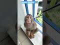 Hungry Monkey 🐒 🙈 🙊 #monkey #funny