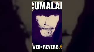 Download Lagu Acumalaka SLOWED+REVERB: sangat ayonima MP3