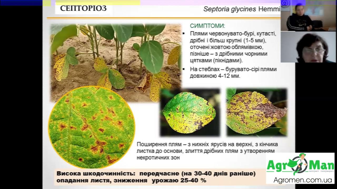 Септоріоз сої - YouTube