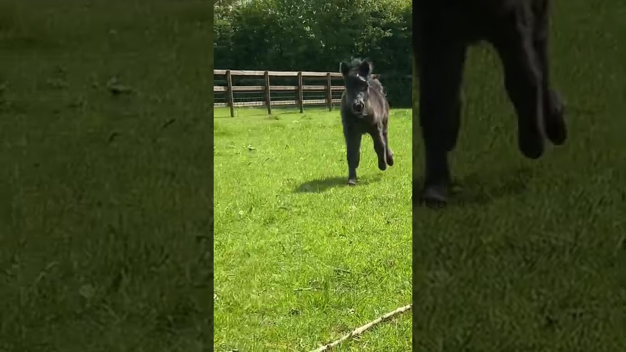 We have named Cinderella’s baby bluebell!! Cute foal playing!! |Crazy ponies