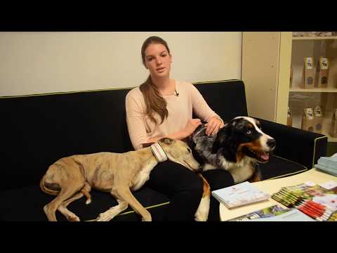 Videó: Hogyan Lehet Kutyát Szállítani Repülőgépen