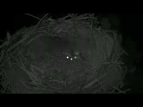 camera iphone 8 plus apk Glaslyn Ospreys Live Stream