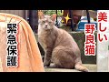 気高く美しい野良猫を緊急保護...でも傷つけてしまいました