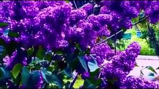 VID 20200523 WA0002