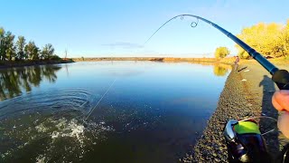 видео: ЯВНЫЙ УТРЕННИЙ ЖОР СУДАКА/БЕРЕГОВОЙ ДЖИГ ПО МЕСТНЫМ ТОЧКАМ картинка: ЯВНЫЙ УТРЕННИЙ ЖОР СУДАКА/БЕРЕГОВОЙ ДЖИГ ПО МЕСТНЫМ ТОЧКАМ