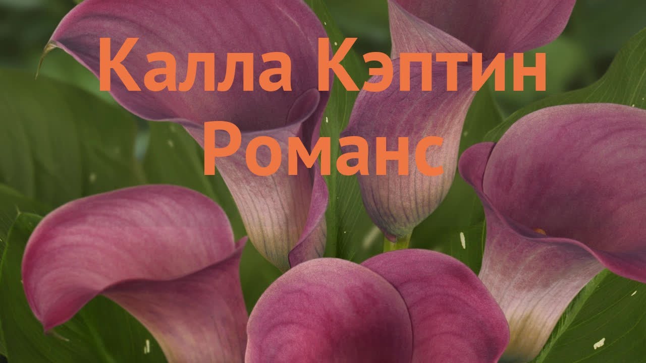 Калла романс. Калла Каптейн романс. Калла аметист. Калла Калла кэптин романс. Калла Гарнет Глоу посадка.