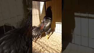 Gege 3 De Mostrando Os Reprodutores Da Cocheira 3 De Ouro - Ico Moser