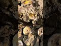 Find and Eat Fresh Oyster Very Nice #oyster #seafood #real #lifestyle
