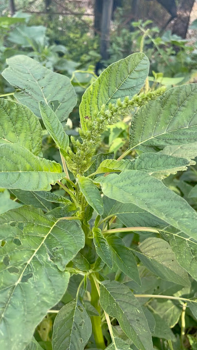 How to harvest Callaloo seed and store.