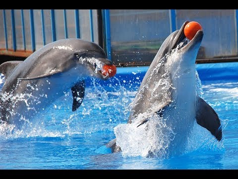 Georgia Batumi. Батумский дельфинарий. Супер шоу дельфинов