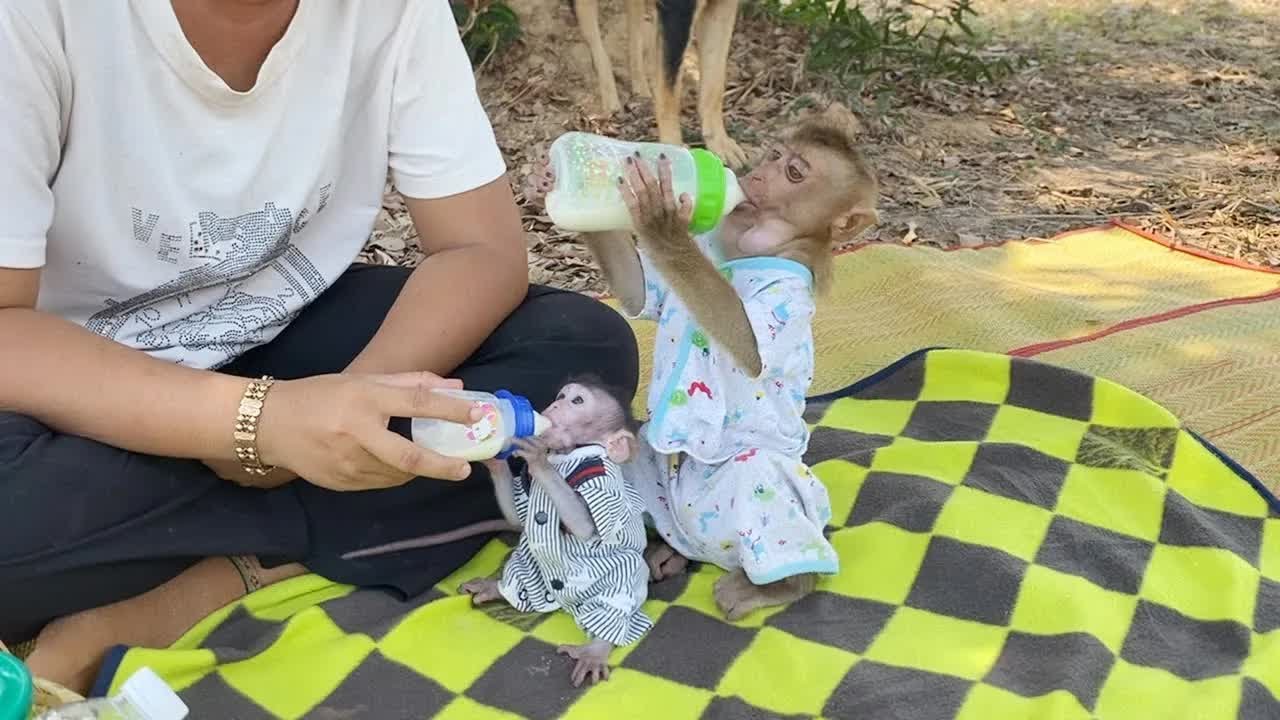 This Afternoon Mom Take DAM & Lil Shiba To Hangout At House Backyard