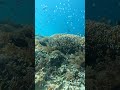 Marin Life Viral Shortsfeed Feedshorts Marine Tour Trip Travel Fish Marin Life Viral Shortsfeed Feedshorts Marine Tour Trip Travel Fish