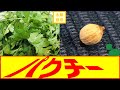 【口の中が春】パクチーを水耕栽培で植える方法【水耕栽培#12】