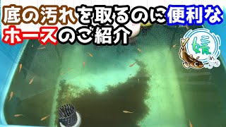 メダカの容器の底のゴミや汚れの取り方～水作プロホース エクストラ～【媛めだか】