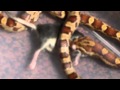 Rode Rattenslang eet LEVENDE muis -  Cornsnake eats mouse - Feeding cornsnake