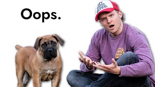 I messed up training my new puppy... by Tom Davis Dog Training  32,877 views 5 days ago 15 minutes