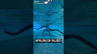 비키니여신 VS 아나콘다여신 여신강림 cutebaby 비키니swimming