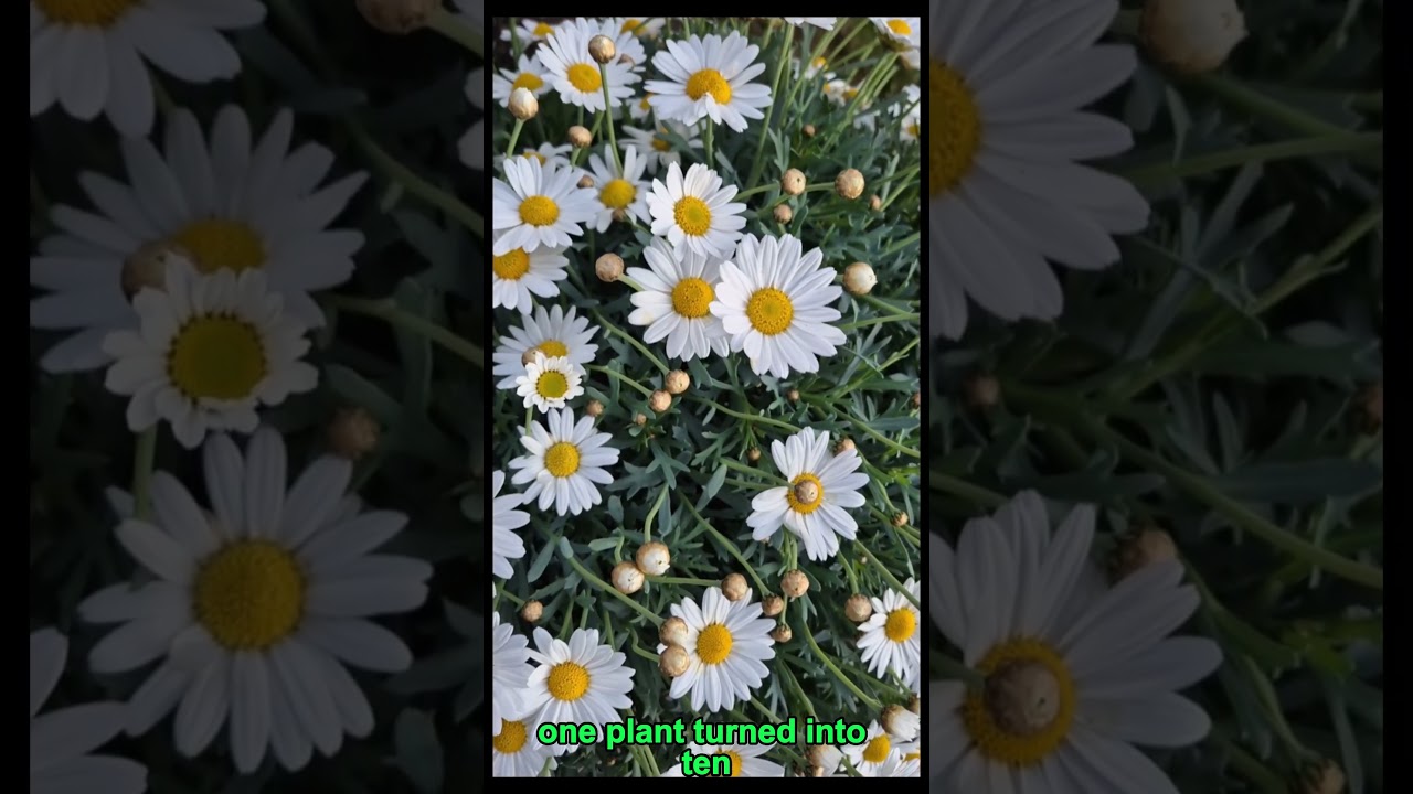 How a $10 Plant Pays His Rent 🌱💵 | Unique Side Hustle