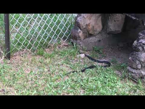 Deadly Snake in My Back Yard Again! - Might Have to Name It! - Rocky Tropix Gardening, Australia