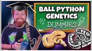 I Made Ball Python Genetics EASY to Understand! (actually)