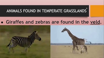 TEMPERATE GRASSLANDS-PART-2 (CLASS-5)