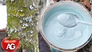 This solution burns out all pests lichens and fungi on fruit trees by Amazing garden 3,696 views 2 weeks ago 4 minutes, 56 seconds