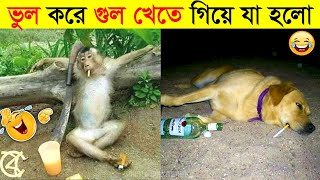 পশুদের মজার কর্মকান্ড ক্যামেরায় ধরা পড়া | Funny Animals Video 2022 (Part-3) | mayajaal screenshot 5