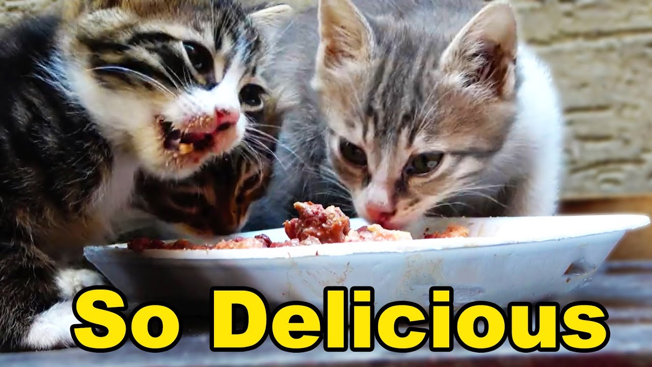 Kittens Eating Wet Food Kittens Eating Wet Food For The First Time Kitten Eating Food YouTube