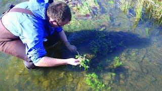 Native and Invasive Aquatic Plant Species in Virginia Trout Streams