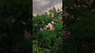 #nature #lover #evening #photography #sunset #memories #fyp #shorts #newsong #feelings