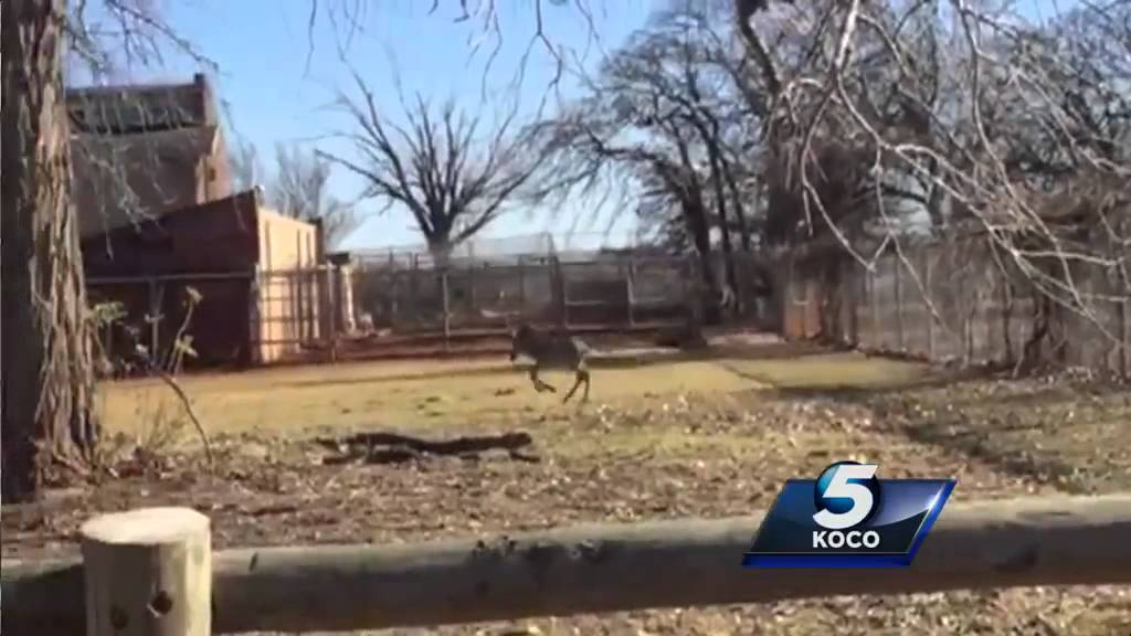 Zebra foal running shortly after being born at Oklahoma City Zoo
