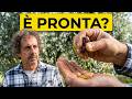 RACCOLTA DELLE OLIVE: come capire il MOMENTO PERFETTO