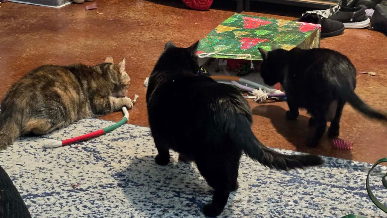 2025 Vlogmas Day 10:   Treating Our Cats to New Toys