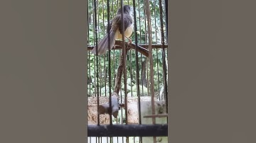 ciblek tebu gacor andalan pikat