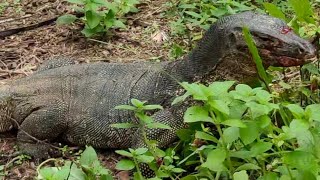 #anjus_rai #anjis_vlog #comododragon || This is the first time I've seen a Komodo dragon up close ||