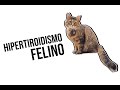 Hipertiroidismo Felino