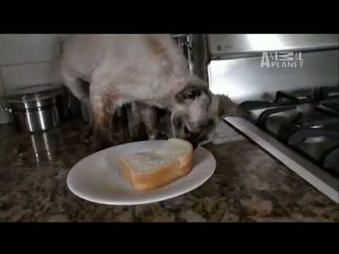 Video: Pasma Mačk Cornish Rex Hipoalergena, Zdravje In življenjska Doba