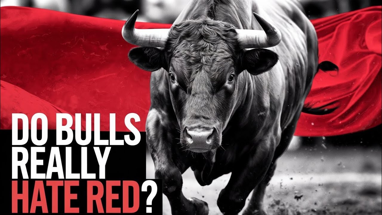 Bulls and the Color Red: The Real Reason They Charge at Matadors